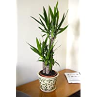 Garden Market Place Planta de Interior - Planta para la casa o la Oficina - YUCCA elephantipes - Yuca sin Espinas - 1…